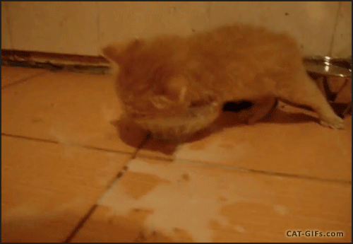 Cats and their messy water bowl habits...