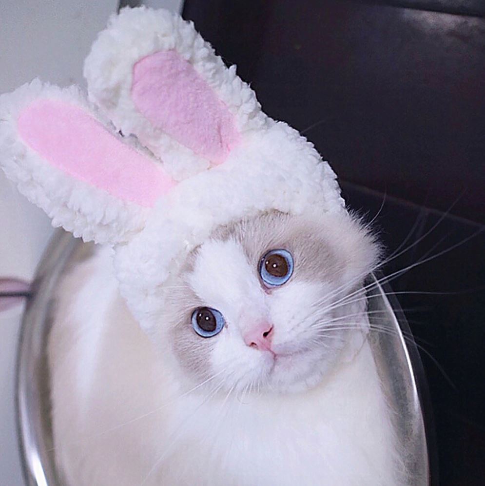 Kitty Cosplay Rabbit Ears - squishbeans